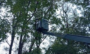 Abattage d'arbre