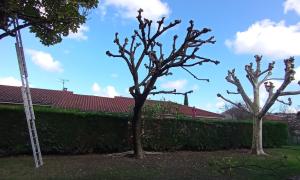 Élagage d'un arbre