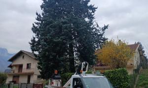 Élagage d'un arbre 