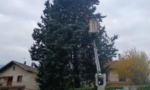 Élagage d'un arbre 