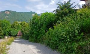 Elagueur Saint-Martin-le-Vinoux